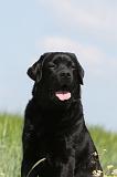 LABRADOR 399